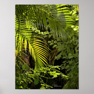 Tropiska löv- och växtskogar i handflatan Poster