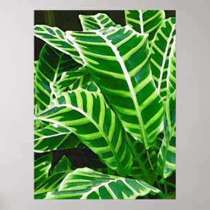 Tropiska Löv, Zebra Plant, Mörk grönt Poster