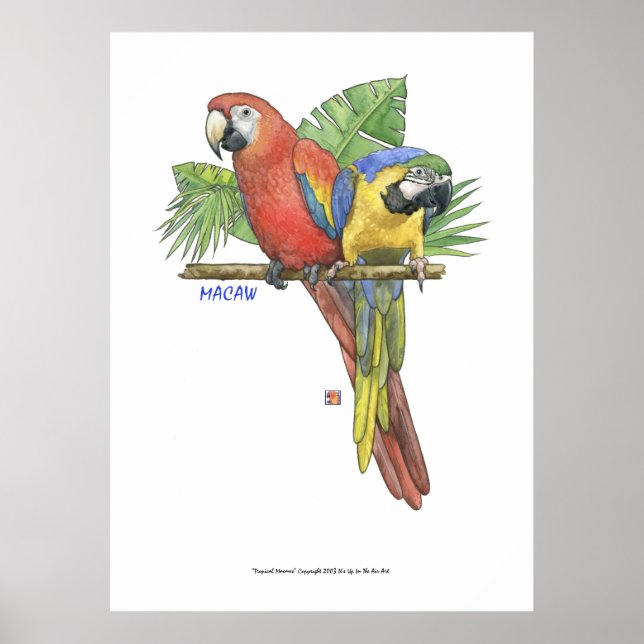 Tropiska Macaws Poster (Framsidan)