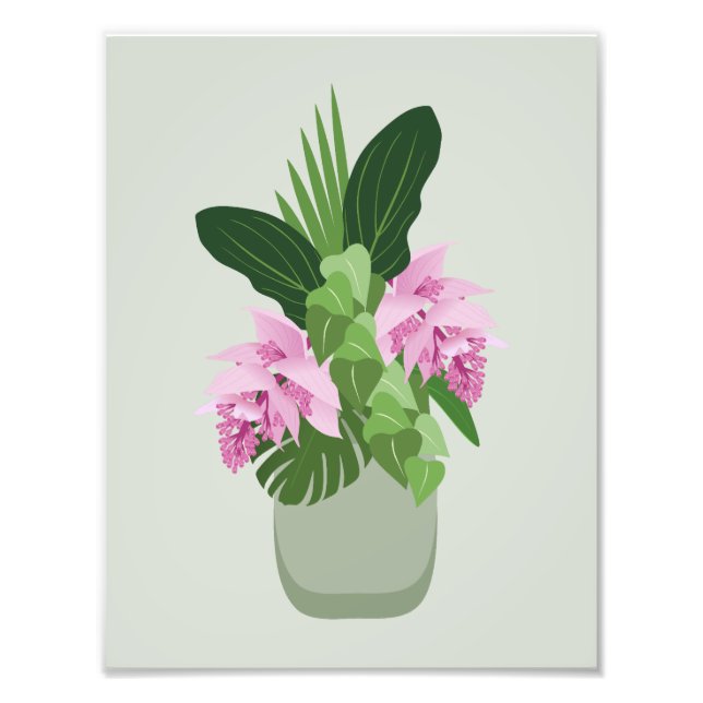 Tropiska Medinilla Rosa Flower i Vas på Grönt Fototryck (Framsidan)