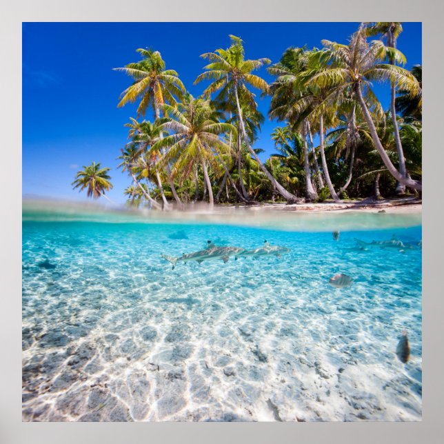 Tropiska ön under och ovanför vatten poster (Framsidan)