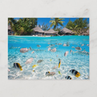 Tropiska ön under och ovanför vatten vykort