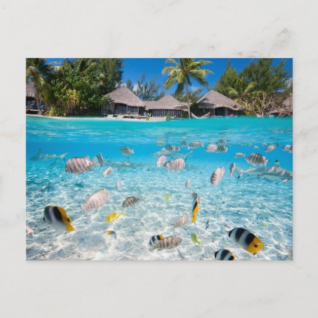 Tropiska ön under och ovanför vatten vykort (Framsida)