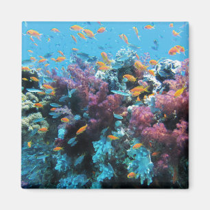 Tropiska Orangen Fiskar och Rosa Coral Magnet