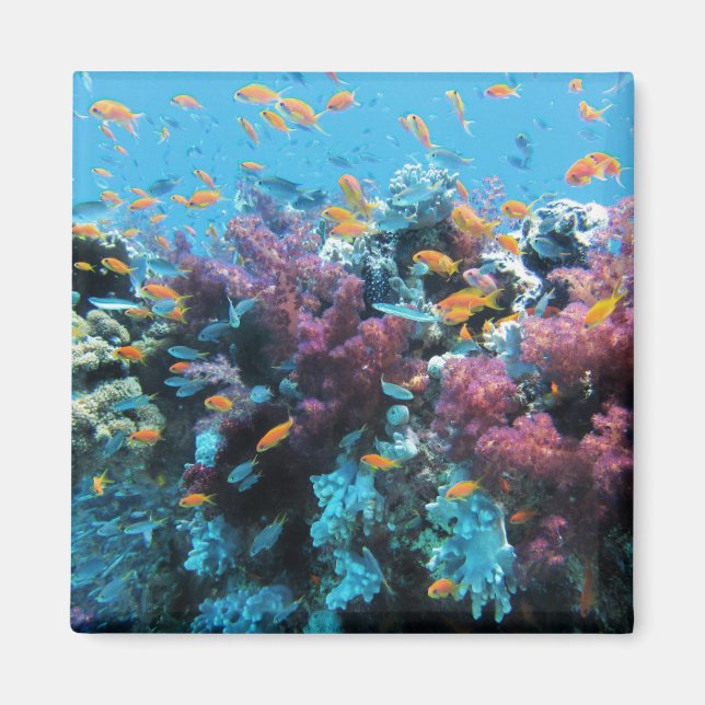 Tropiska Orangen Fiskar och Rosa Coral Magnet (Framsidan)