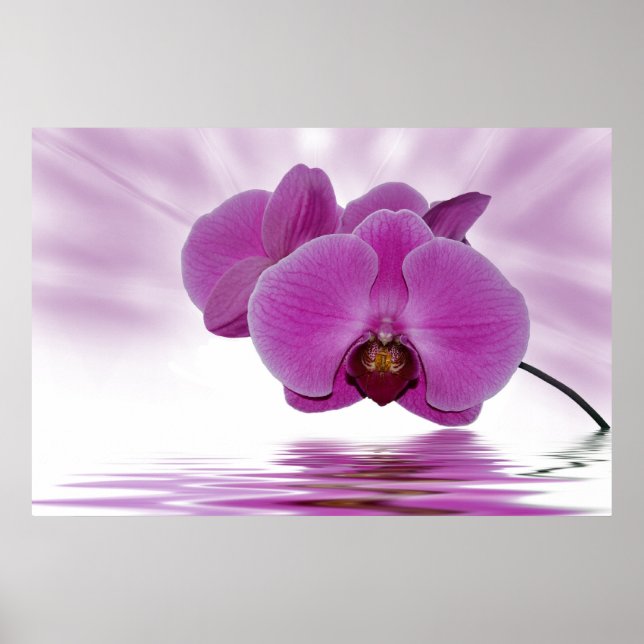 Tropiska orchid poster (Framsidan)