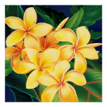 Tropiska paradise Plumeria Hawaiian