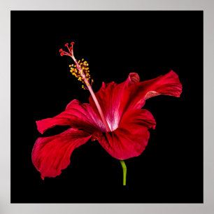Tropiska paradise Red Hibiscus Flower & Black Poster