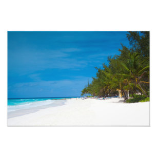 Tropiska persikor i Barbados Fototryck