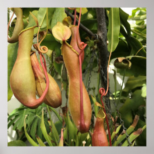 Tropiska Pitcher Plant Poster