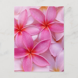 TROPISKA PLUMERIA FLÖDEN VYKORT