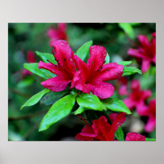 Tropiska Rosa Flowers Poster