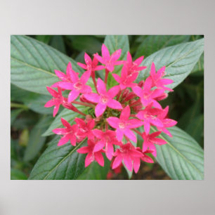 Tropiska Rosor Poster