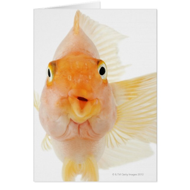 Tropiska sötvattensfiskar hälsningskort (Framsidan)