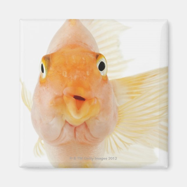 Tropiska sötvattensfiskar magnet (Framsidan)