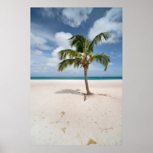 Tropiska stränder Eagle Beach, Aruba Poster