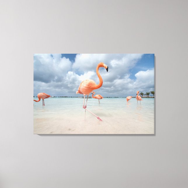 Tropiska stränder | Flamingos Beach, Aruba Canvastryck (Framsida)