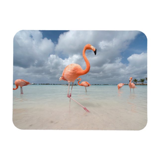 Tropiska stränder | Flamingos Beach, Aruba Magnet (Horisontell)