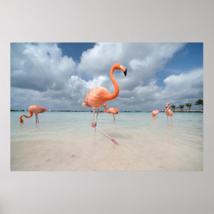 Tropiska stränder Flamingos Beach, Aruba Poster