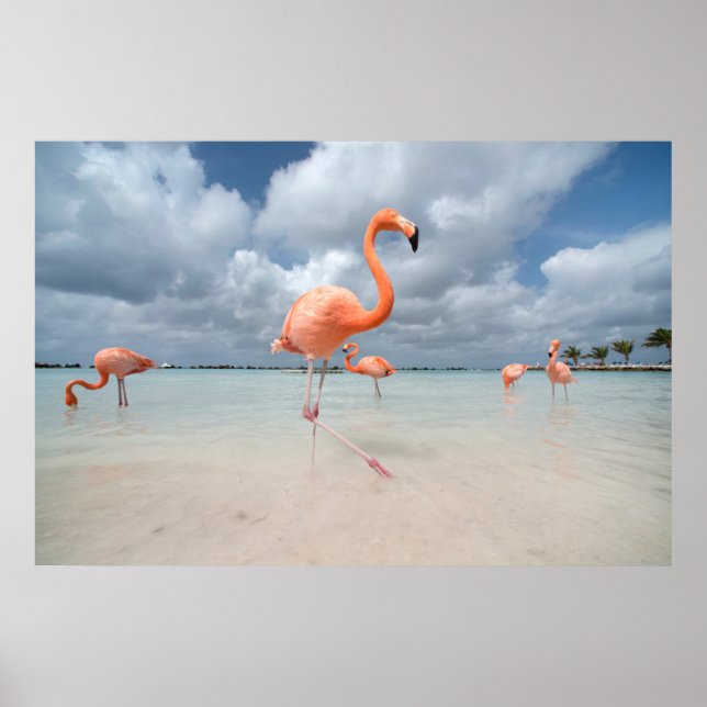 Tropiska stränder | Flamingos Beach, Aruba Poster (Framsidan)