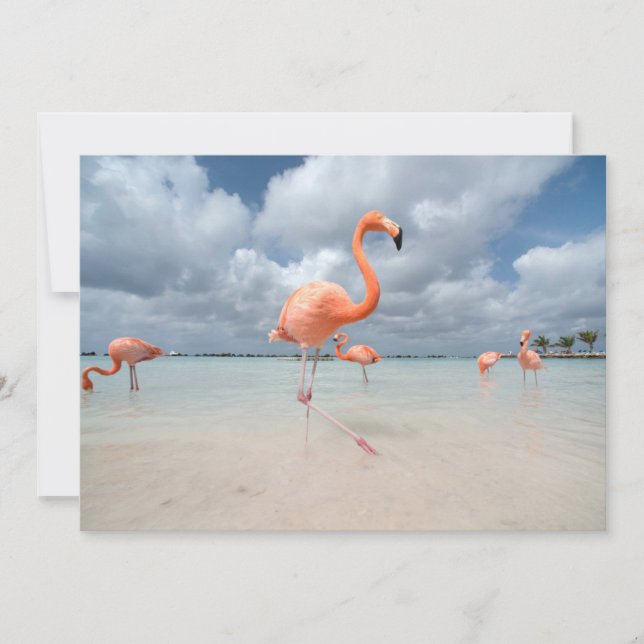 Tropiska stränder | Flamingos Beach, Aruba Tack Kort (Framsida)
