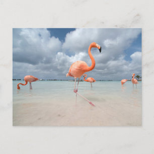 Tropiska stränder Flamingos Beach, Aruba Vykort