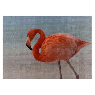 Tropiska stränder Karibien Flamingo, Aruba
