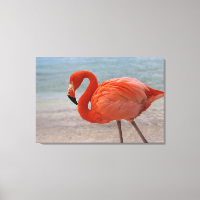 Tropiska stränder | Karibien Flamingo, Aruba Canvastryck (Framsida)