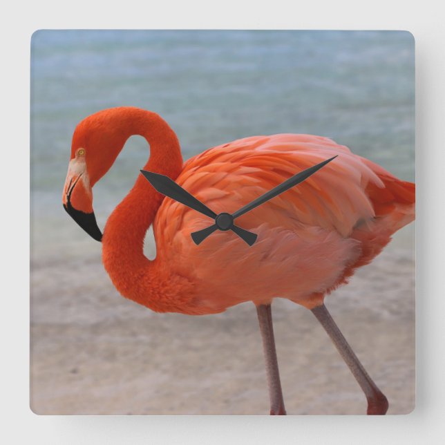 Tropiska stränder | Karibien Flamingo, Aruba Fyrkantig Klocka (Framsida)