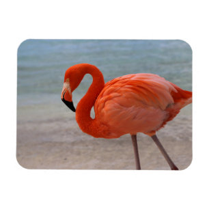 Tropiska stränder Karibien Flamingo, Aruba Magnet