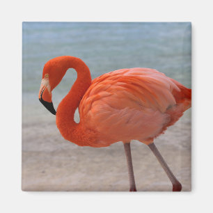 Tropiska stränder Karibien Flamingo, Aruba Magnet