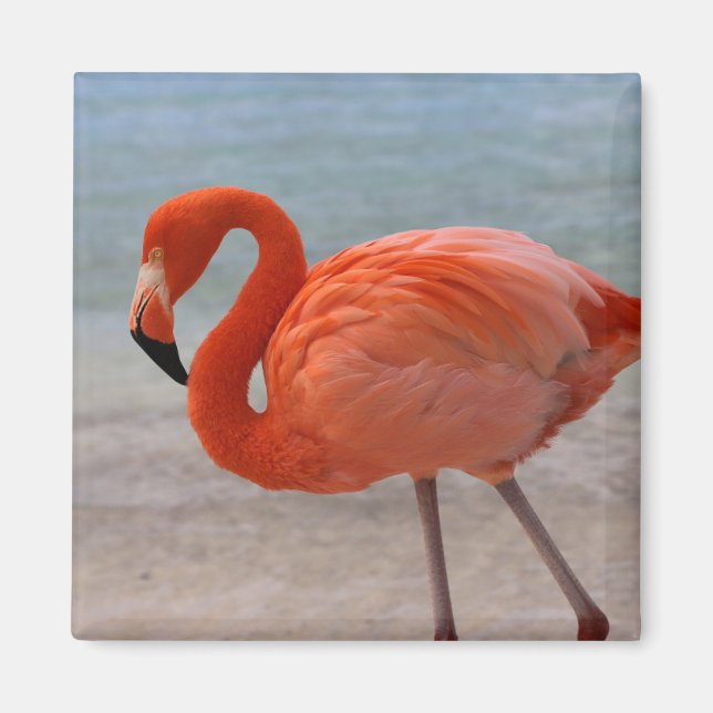 Tropiska stränder | Karibien Flamingo, Aruba Magnet (Framsidan)