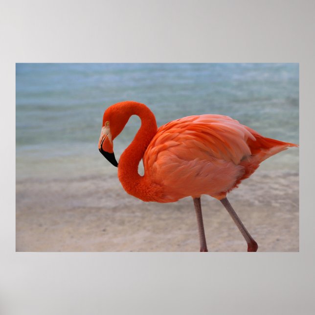 Tropiska stränder | Karibien Flamingo, Aruba Poster (Framsidan)