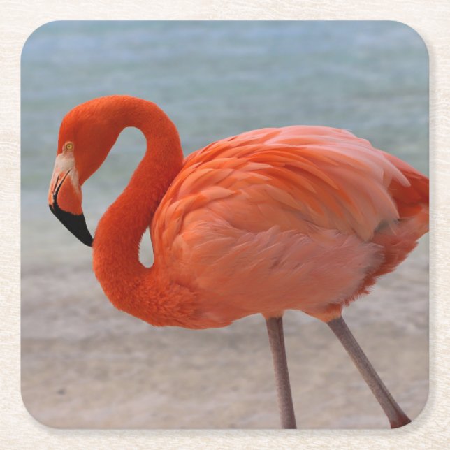 Tropiska stränder | Karibien Flamingo, Aruba Underlägg Papper Kvadrat (Framsidan)