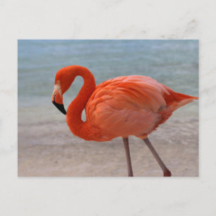 Tropiska stränder Karibien Flamingo, Aruba Vykort
