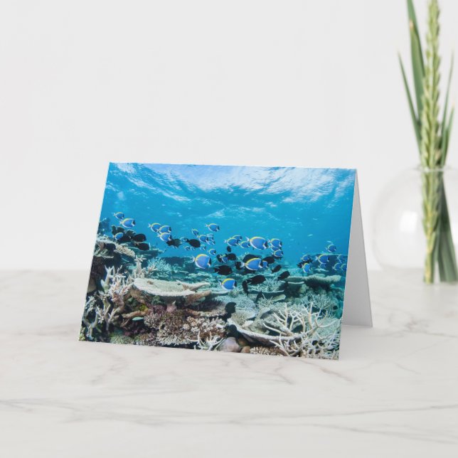 Tropiska stränder | Sturgeon Bland Coral Kort (Framsida)