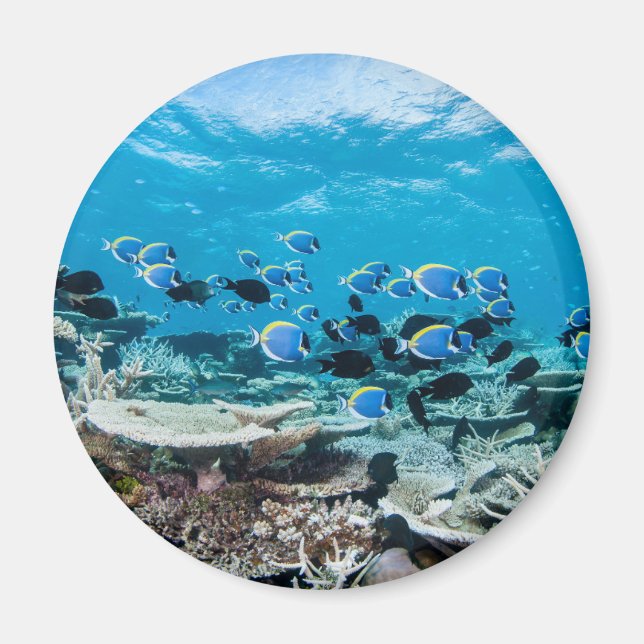 Tropiska stränder | Sturgeon Bland Coral Magnet (Framsidan)