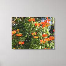 Tropiska Träd | Orange Flowers