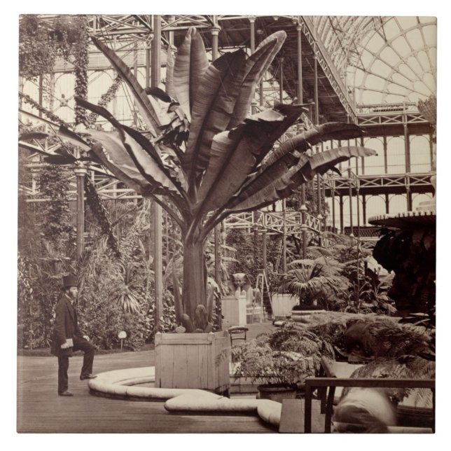 Tropiska växter i det egyptiska rummet, Crystal Kakelplatta (Framsidan)