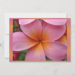 Tropiskt Blank från Hawaiisk Rosa Plumeria