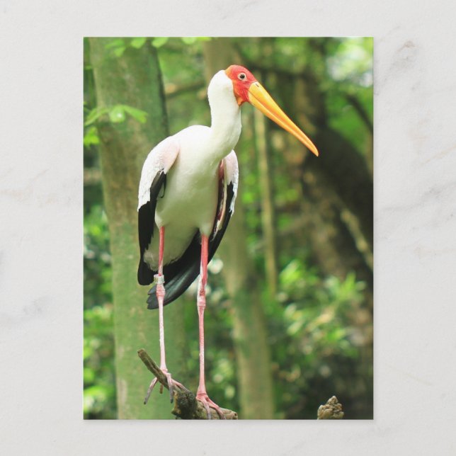 Tropiskt fågelvykort vykort (Framsida)