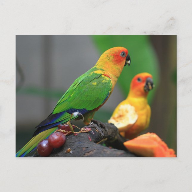 Tropiskt fågelvykort vykort (Framsida)