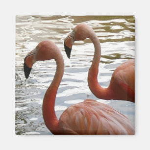 Tropiskt Flamingo Birds Magnet