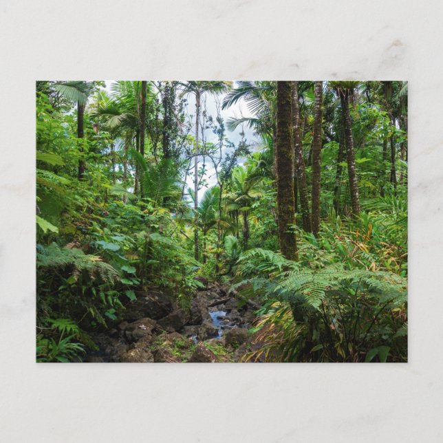 Tropiskt flora av vykort för regnskog av el. (Framsida)