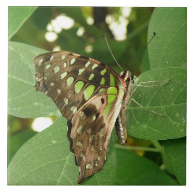 Tropiskt Grönt Butterfly Tile Kakelplatta (Framsidan)