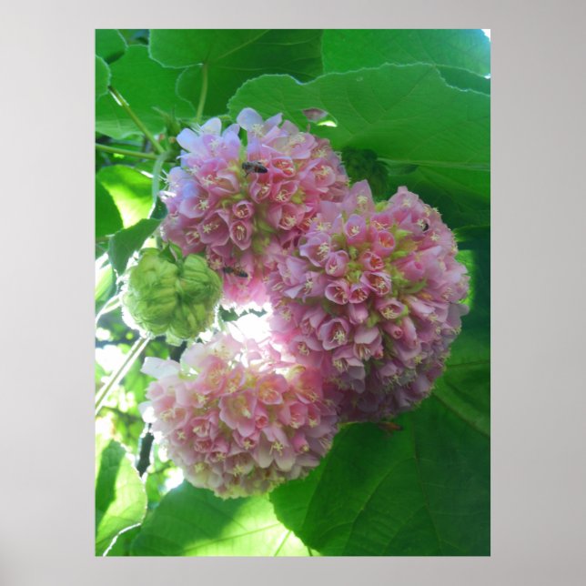 Tropiskt Hydrangea Träd Poster (Framsidan)