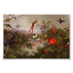 Tropiskt liggande med tio Hummingbird Heade Fototryck
