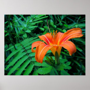 Tropiskt orange Flower Poster