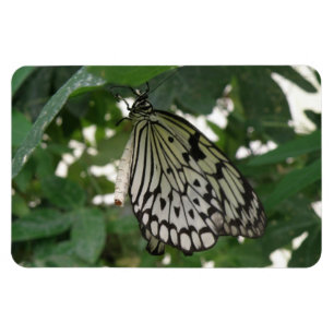 Tropiskt Pappert Kite Butterfly Flexi Magnet