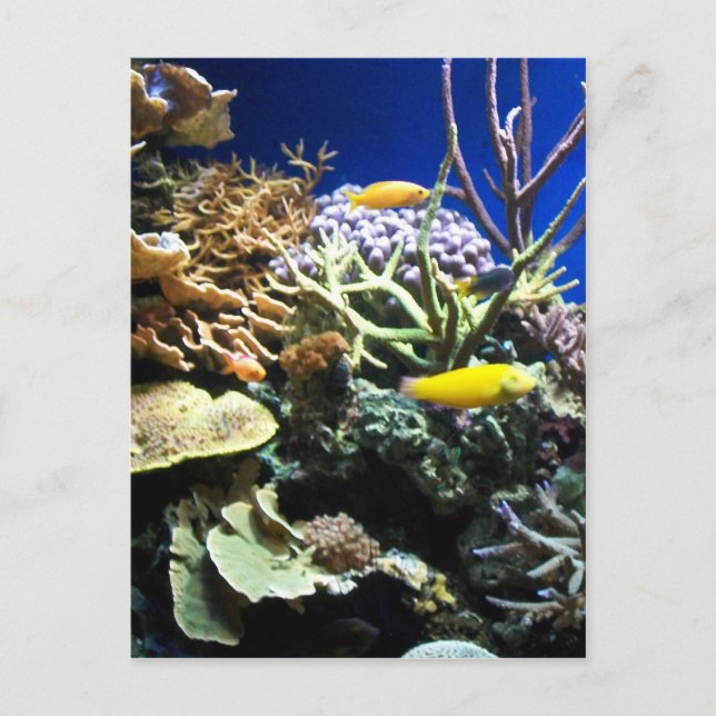 Tropiskt rev 3 vykort (Framsida)